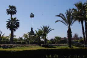 palm trees in garden