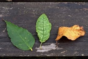 green and yellow leaves on a bench