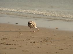Seagull is looking for food on the lake