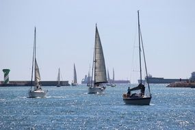 sailboats in the harbor