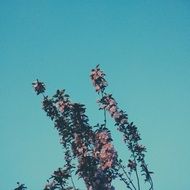 flowering tree on the blue sky background
