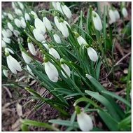 blooming snowdrops in spring