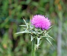 unusually beautiful pink flower