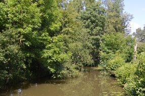 Green trees water landscape