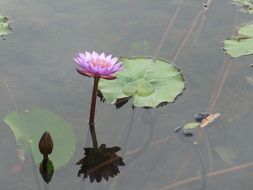 fragrant purple lotus in the pond