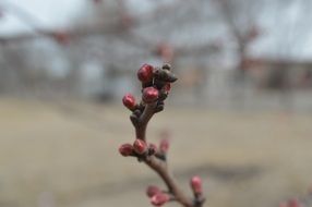spring shrubs close-up on blurred background