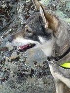 dog on a rock in norway