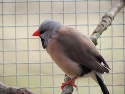 small bird with a red beak close-up in a cage