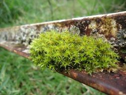 unimaginable green moss