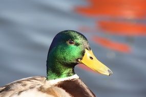 Portrait of a wild duck