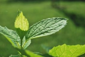 close up photo of young green leaves