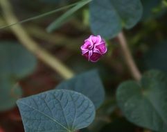 morning glory bud