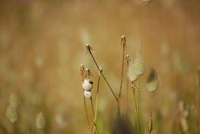 Macro photo of the pussywillow flowers