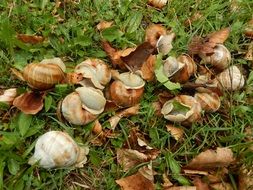 brown snails on a green lawn