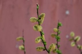 green willow buds on pink wall background