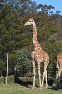 giraffes in the zoo