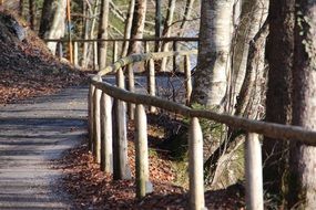 forest path in upper bavaria scenery