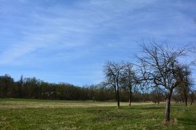 Beautiful landscape with the garden trees on a green and yellow autumn rural field