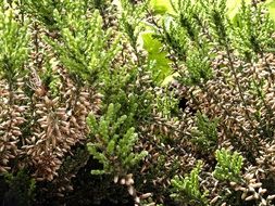 Green plants in a botanical garden