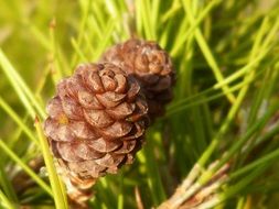 Small pineapples in a forest