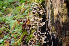 fungus on tree at autumn