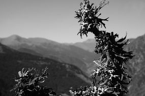 black and white photo of plants in the tundra