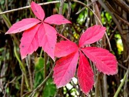 Red leaves in autumn on the trees