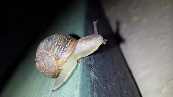 brown snail in nature closeup