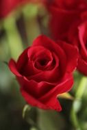 fresh red roses close up