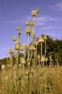 Dipsacus closeup