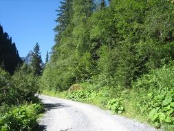 road in the summer forest