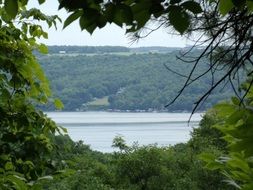 lake view behind the trees