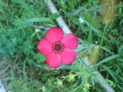 red flax flower, Linum