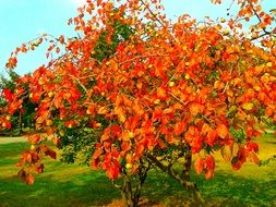autumn orange tree