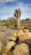 Saguaro in the desert in Arizona