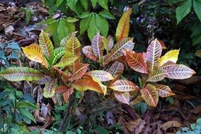 Colorful leaves in nature