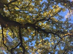 autumn tree under the bright sun