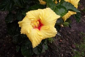 gorgeousyellow flora nature