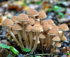 mushroom small forest