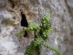 green plant on white stones
