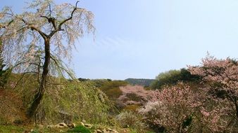 cherry blossoms in gaesimsa