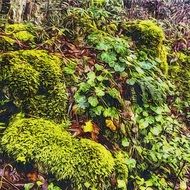 moss in a forest