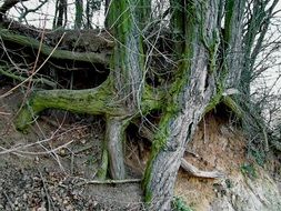 bare roots of mossy trees on hill side