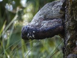 dark mushroom on a tree trunk close up