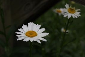 Summer daisy flowers