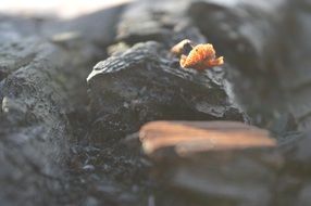 Dark wood sponge forest