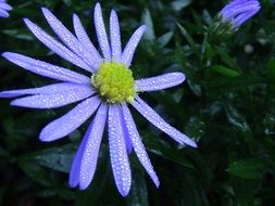 raindrops on a purple daisy