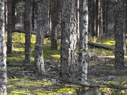 birch in a pine forest