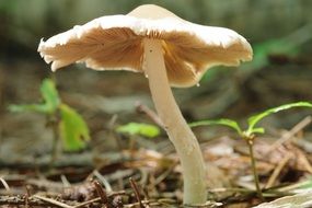 autumn mushroom among dry foliage closeup