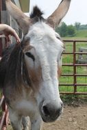 portrait of a donkey on a farm